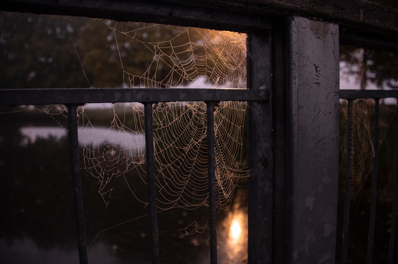 Spiderwebs in an old window with sunlight from behind